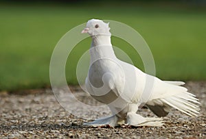 Beautiful white farmed pigeon walking photo