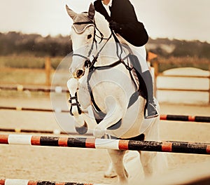 A beautiful white fast horse with a rider in the saddle jumps over a high red barrier at a show jumping competition on a summer