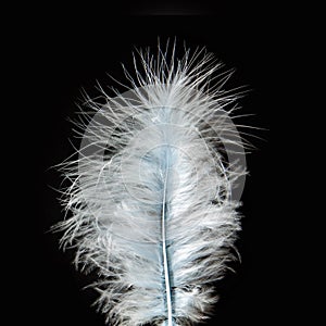 Beautiful white feather isolated on black background.