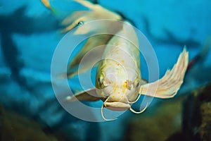 Beautiful white fish on a blue background