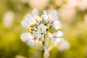 Beautiful white flower