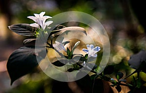 Beautiful white flower