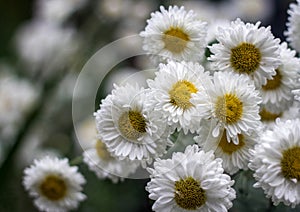 Beautiful white flower