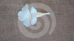 Beautiful white flower against natural jute fabric