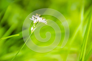 Beautiful white flower of Allium tuberosum (garlic chives, Oriental garlic, Asian chives, Chinese chives, Chinese leek) with green