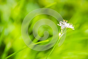 Beautiful white flower of Allium tuberosum (garlic chives, Oriental garlic, Asian chives, Chinese chives, Chinese leek) with green