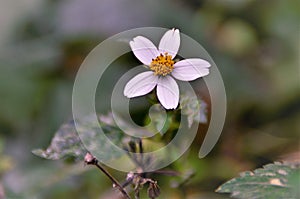 The beautiful white flower of Bidens alba photo