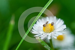 Beautiful white flower with bugs in green grass. Flower in nature