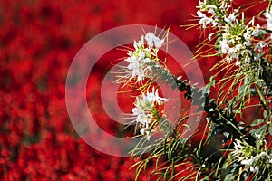 Beautiful white flower or Cat Whiskers flower on Red Salvia flowers in the garden