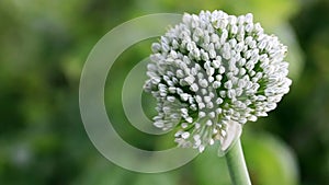 Beautiful white flower of chives isolated on green background