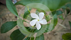 beautiful white flower, close up shot, selective focus