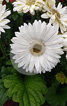 Beautiful white flower with a couple flaws but that& x27;s what makes it beautiful photo