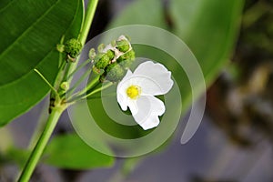 Beautiful white flower, Echinodorus