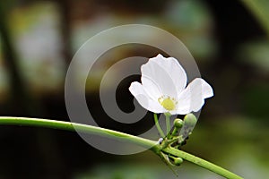 Beautiful white flower, Echinodorus