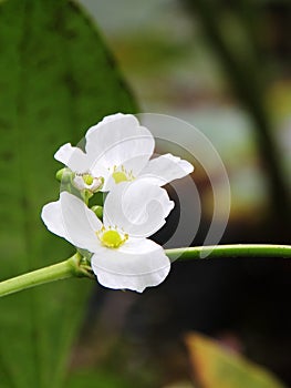 Beautiful white flower, Echinodorus