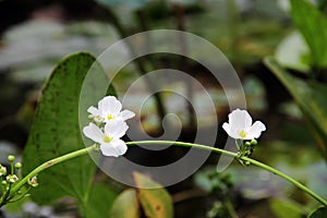 Beautiful white flower, Echinodorus