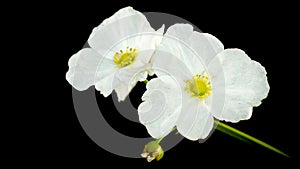 Beautiful white flower, Echinodorus cardifolius