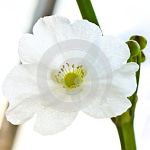 Beautiful white flower, Echinodorus cardifolius