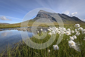 Beautiful white flower foreground with river streaming in between the Nijak mountain background