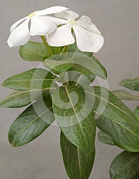 Beautiful white flower freen leaf