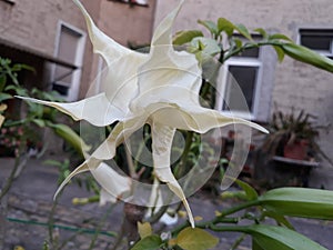 Beautiful white flower in the garden