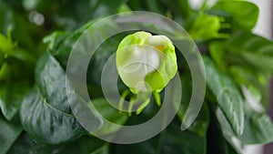 Beautiful white flower gardenia on green background