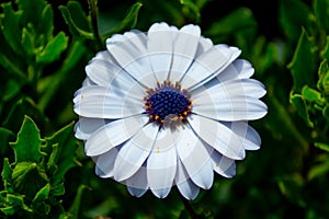 Beautiful white flower in the grass