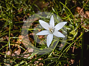 Beautiful white flower among green grass.