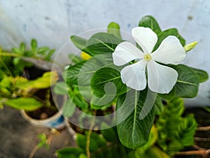 Beautiful white flower and the green leaves natur photo