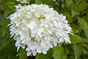 Beautiful white flower of hydrangea.