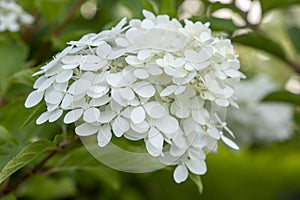 Beautiful white flower of hydrangea.
