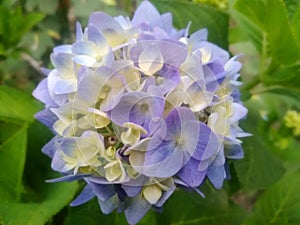 Beautiful white flower image ,hydrangea flower