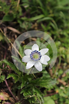 Beautiful white flower in lush green Forest at Malana,Kutla,kasol, Himachal Pradesh, India photo