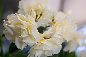 A beautiful white flower in macro.
