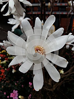 Beautiful White flower, magnolia kobus