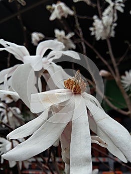 Beautiful White flower, magnolia kobus