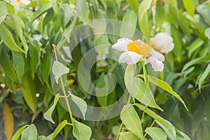 Beautiful white flower of Mesua ferrea, the Ceylon ironwood, Indian rose chestnut, or cobra saffron on tree. This slow-growing