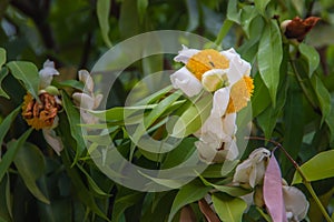 Beautiful white flower of Mesua ferrea, the Ceylon ironwood, Indian rose chestnut, or cobra saffron on tree. This slow-growing