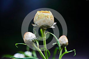 Beautiful white flower in my home