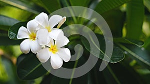 A beautiful white flower named Plan