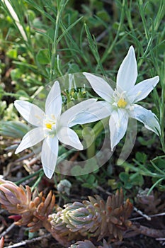 Beautiful white flower Ornithogalum umbellatum