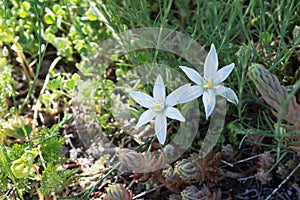 Beautiful white flower Ornithogalum umbellatum