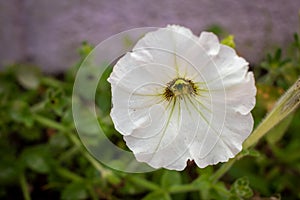 Beautiful white flower of Petunia axillaris varierty. also known as wild white petunia or white moon petunia