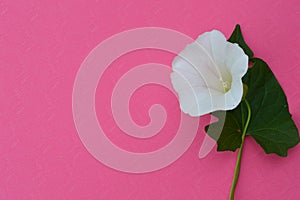 Beautiful white flower on pink background.