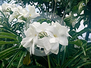 Beautiful white flower plumeria in the garden with close up shoot