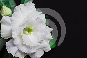 Beautiful white flower rose or adenium on black background with copy space for text