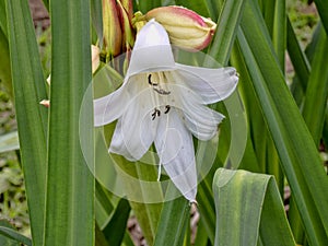 Beautiful white flower, Sanetti Plateau, Bale National Park, Ethiopia photo