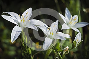 Beautiful white flower from the south of france