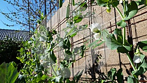 Beautiful white flower surrounded by fresh garden peas