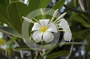 Beautiful white flower in thailand